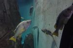 PICTURES/Oregon Coast Aquarium - Newport/t_Fish5.JPG